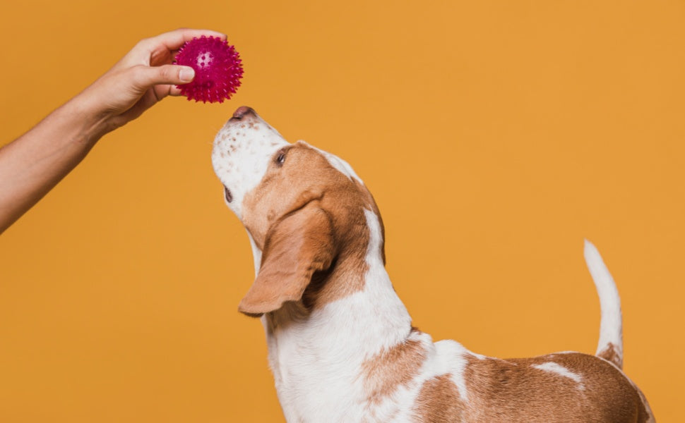 Quietschvergnügen oder versteckte Gefahr? 5 frühe Warnsignale, dass das Hundespielzeug ersetzt werden muss -  PAWSOMETIME