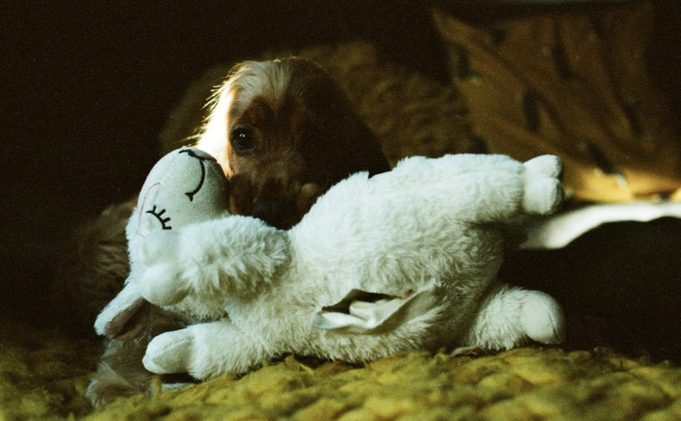 kuscheltier für hunde - PAWSOMETIME