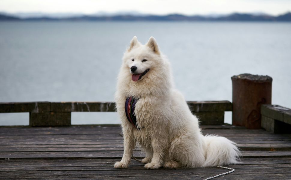 Samoyede - Pawsometime