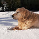 Hund im Schnee - Pawsometime