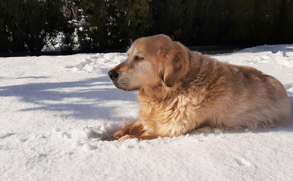 Hund im Schnee - Pawsometime