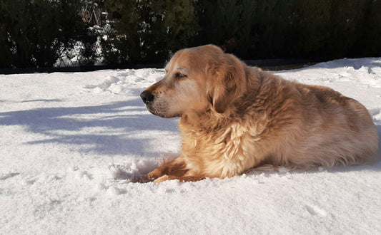 Hund im Schnee - Pawsometime