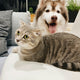 Katze und Hund - PAWSOMETIME
