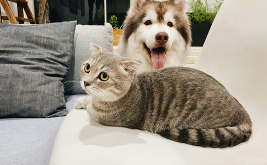 Katze und Hund - PAWSOMETIME