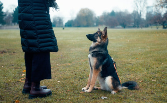 Schnüffeln vs. Knobeln: Wie Futtersuchspiele das Gehirn Ihres Hundes trainieren - PAWSOMETIME