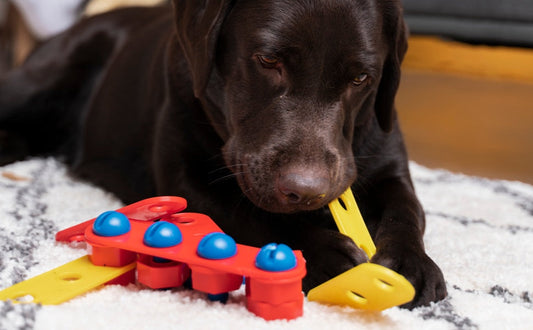 Hunde Intelligenzspielzeug - PAWSOMETIME