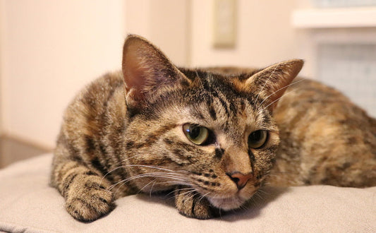 Selber bauen: Der Kratzbaum, der ’schwere Jungs‘ nicht enttäuscht!