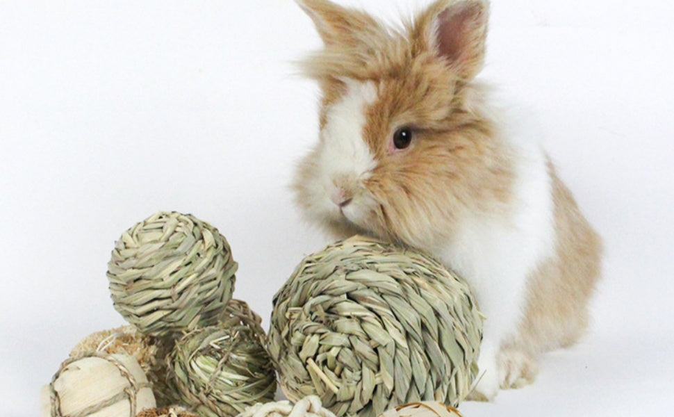 Sicherer Kauf von Kaninchenspielzeug: Der ultimative Leitfaden für Langlebigkeit und Gesundheit