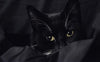 Katzen in der Dunkelheit - Pawsometime