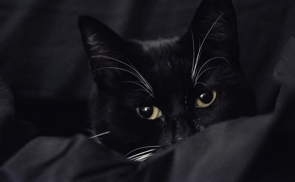 Katzen in der Dunkelheit - Pawsometime