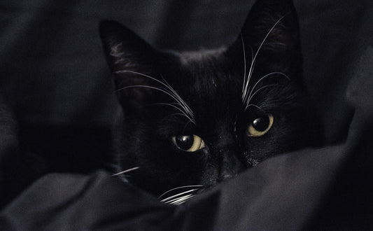 Katzen in der Dunkelheit - Pawsometime