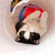 Sind Katzentunnel gut für Katzen? -  PAWSOMETIME