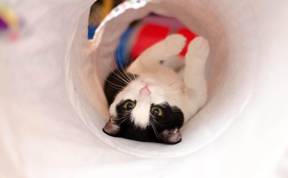Sind Katzentunnel gut für Katzen? -  PAWSOMETIME