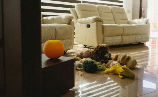 So messen Sie die Spielintensität bei Hunden einfach zu Hause - PAWSOMETIME