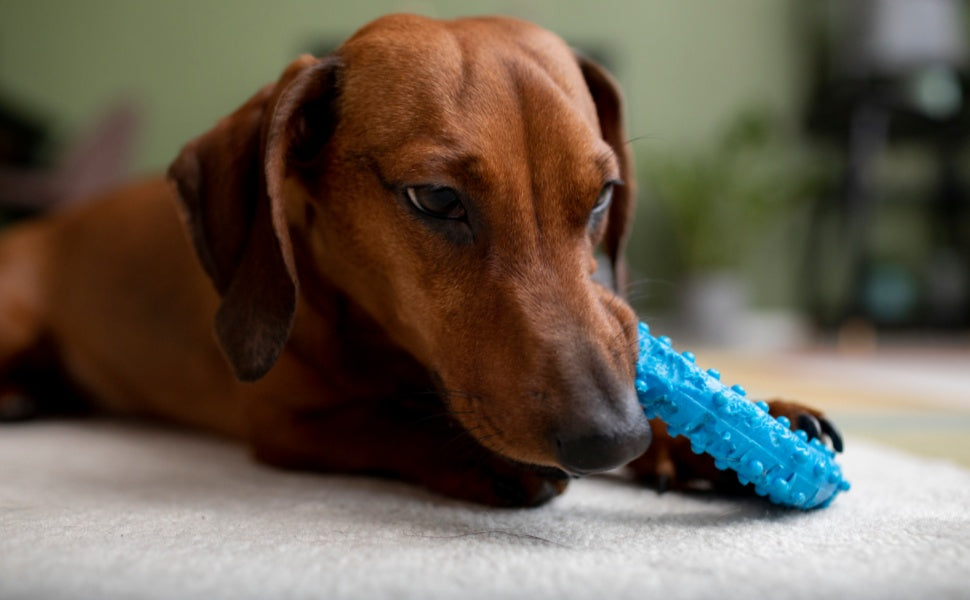 Quietschspielzeug Hund -  PAWSOMETIME