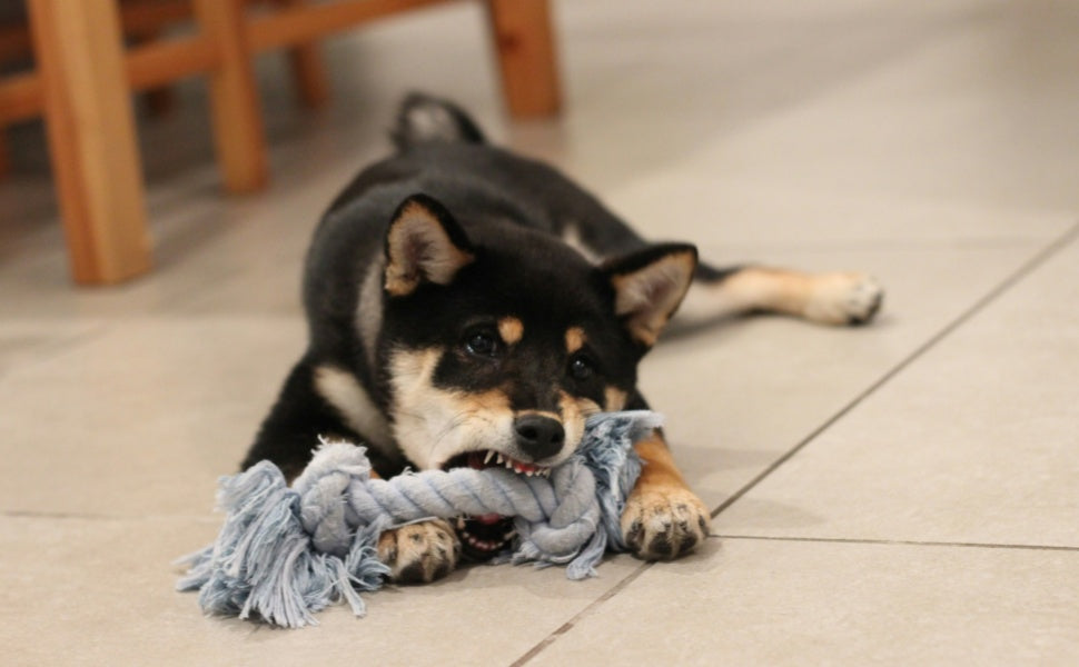 Die Kauartikel-Checkliste: Wann Risse, Splitter Co. zur Gefahr für Deinen Hund werden - PAWSOMETIME