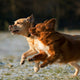Spielstile bei Hunden erkennen und verstehen - PAWSOMETIME