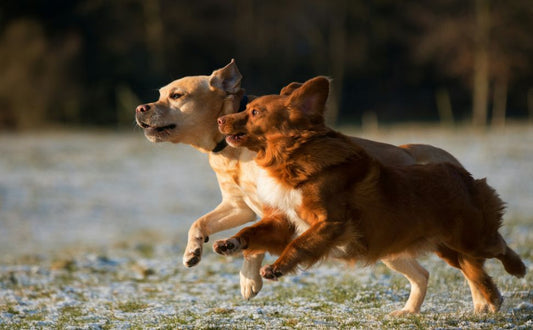 Spielstile bei Hunden erkennen und verstehen - PAWSOMETIME