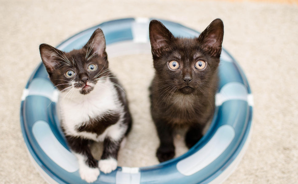 katzenbaum stabil - Pawsometime