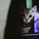 Katze - Pawsometime
