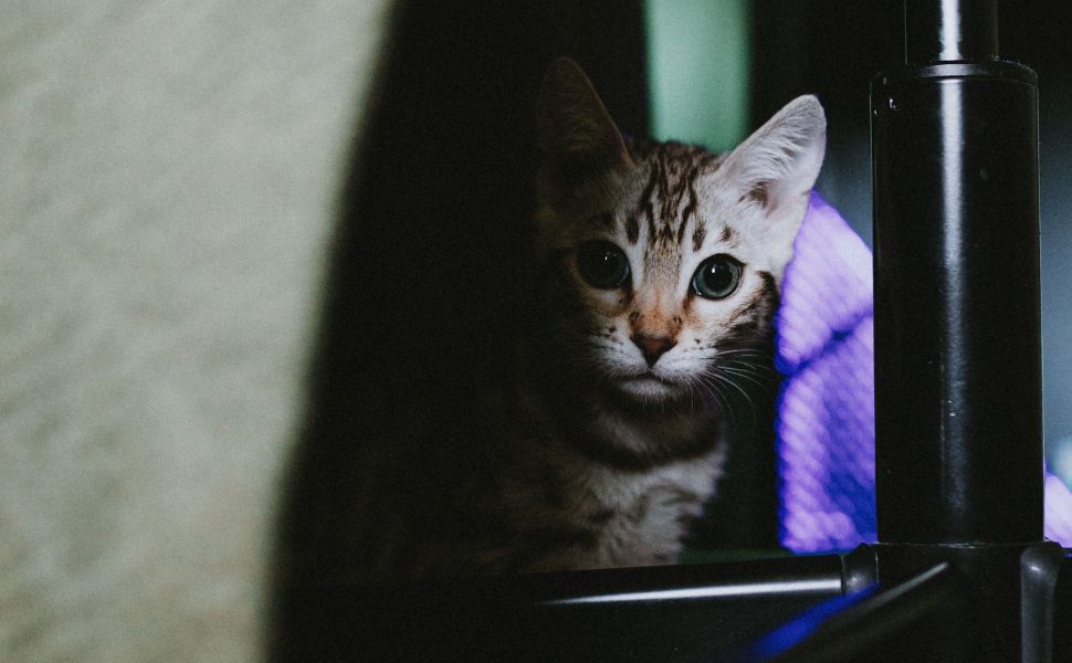 Katze - Pawsometime