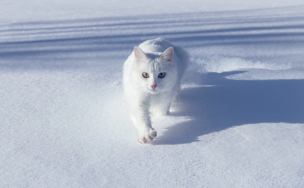 Was essen die Katzen? Und warum sie manchmal seltsame Dinge knabbern