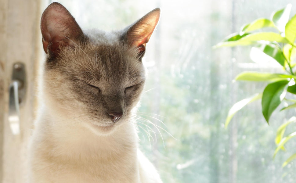 Wie lange schlafen senior Katzen? Unterschiede zu jungen Katzen