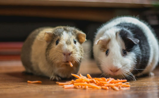 Verhaltensbaukasten: Foraging, Nagen & Klettern – Entschlüsseln Sie die Instinkte Ihres Haustiers - PAWSOMETIME