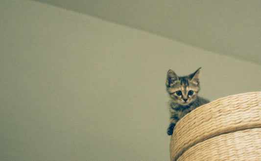 Verhaltenssignale: Woran Sie erkennen, dass Ihre Katze mehr Höhe braucht - PAWSOMETIME