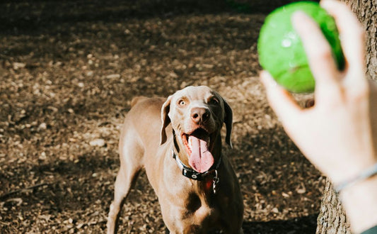 Verletzungsrisiken beim Apportieren sicher vermeiden - PAWSOMETIME