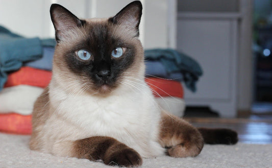 Wie sehen Katzen aus? Von Fellfarben bis Augenformen – Die Vielfalt der Katzen