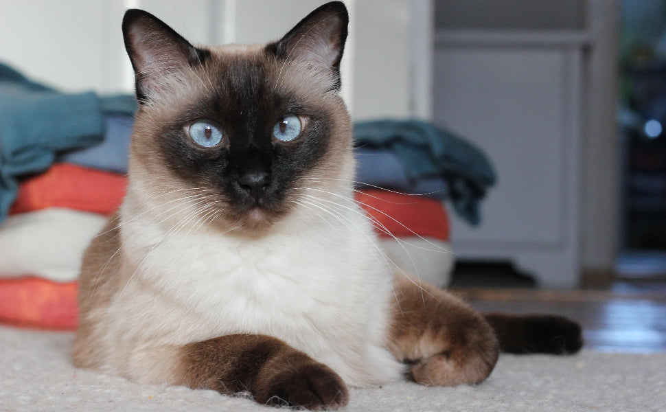 Katze mit gelben Augen - Pawsometime