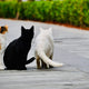 verschiedene Katzen - Pawsometime
