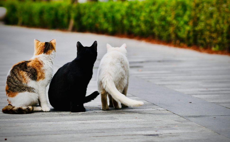 verschiedene Katzen - Pawsometime