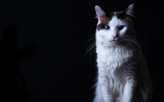 Von Welpen bis Senioren: Warum Katzen zu jeder Altersstufe schnurren