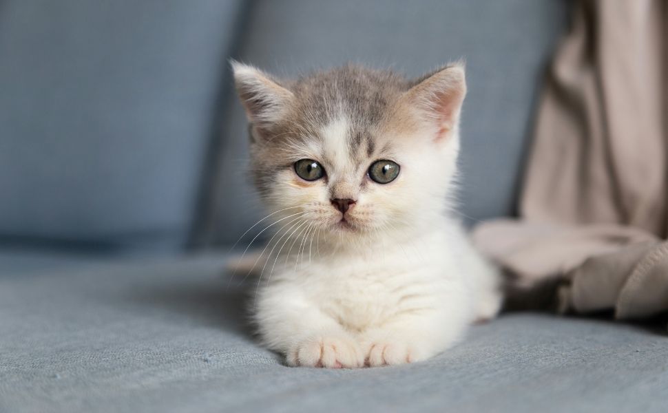 Kätzchen - Pawsometime