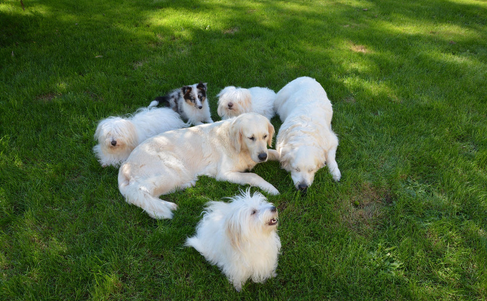 Wann ist der Hund ausgewachsen? So erkennen Sie, ob er noch wächst