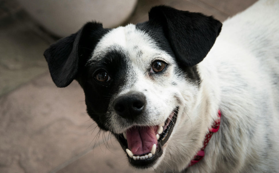 Kuscheltier für den Hund - Pawsometime