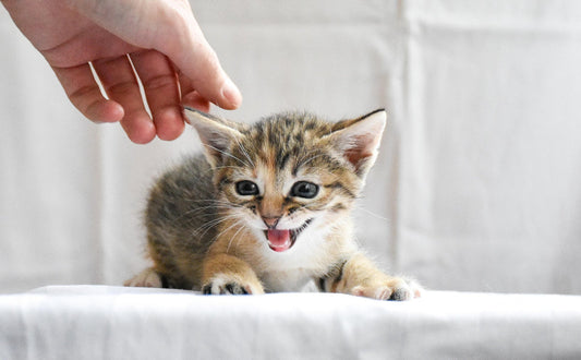 Kuscheltier Katze - Pawsometime