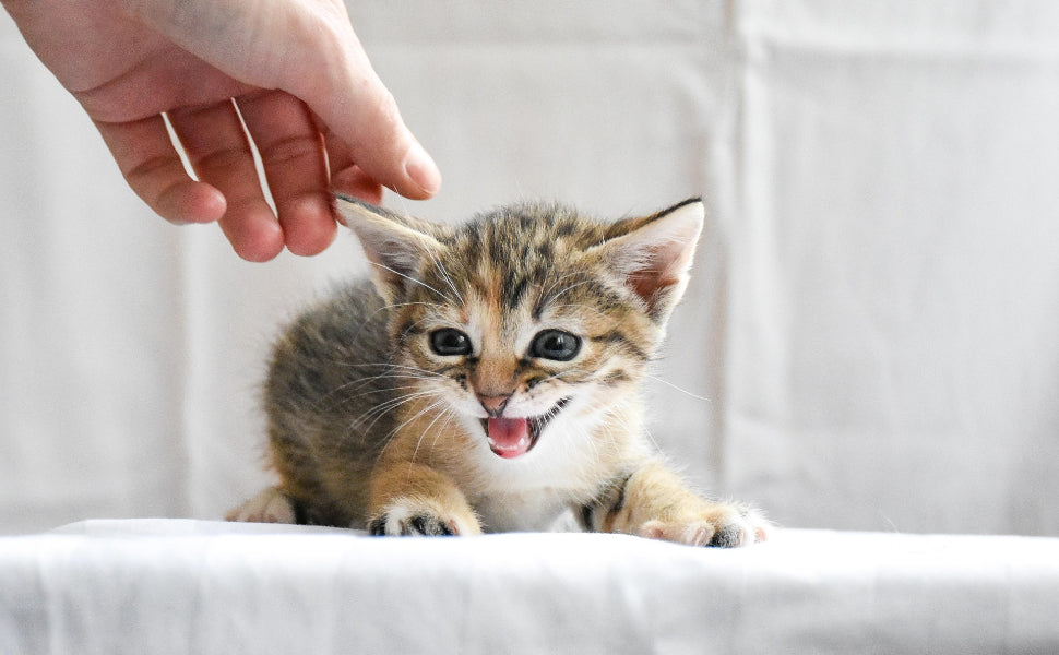 Kuscheltier Katze - Pawsometime