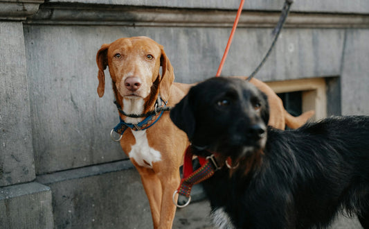 Hundefrisbee - Pawsometime