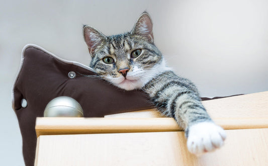 Wann ist eine Katze ausgewachsen und was folgt danach?