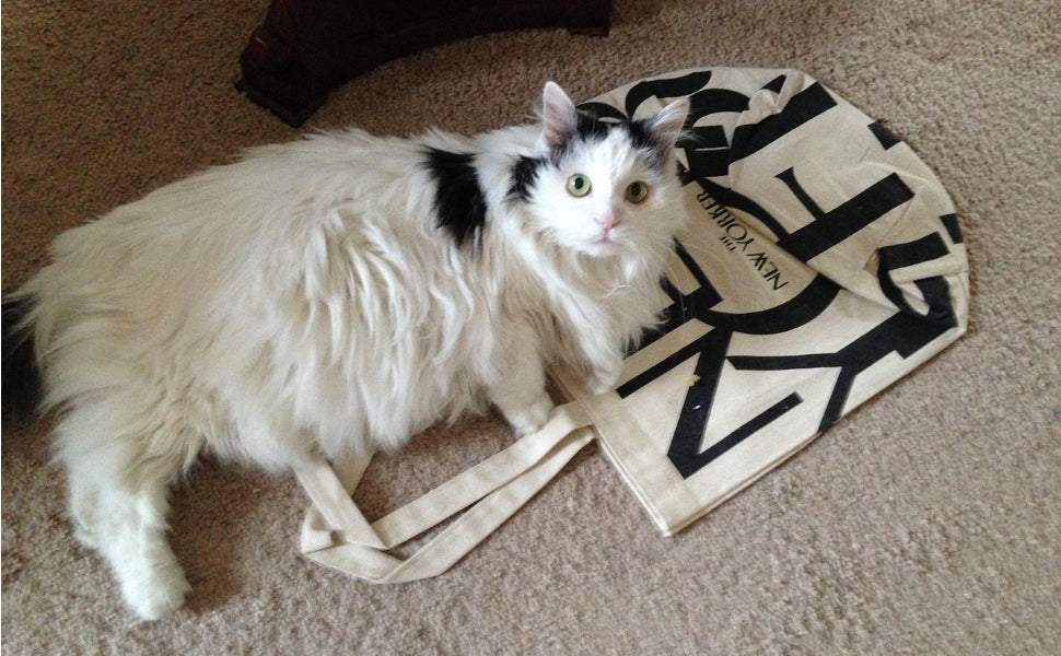 Katzen - Pawsometime