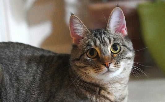 Katzenspielzeug Futter - Pawsometime