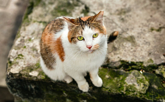 Zahngesundheit bei Katzen - Pawsometime