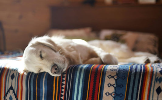 Kuscheltiere für Welpen vs Kauspielzeuge:  Wann welches Spielzeug passt - PAWSOMETIME