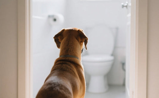 Wann wird der Welpe stubenrein - Pawsometime