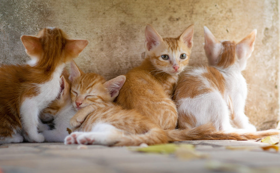 Viele Katzen - Pawsometime