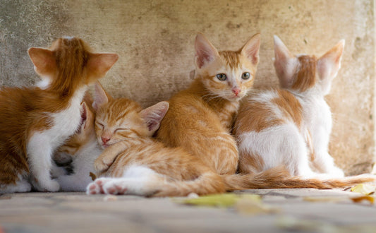 Viele Katzen - Pawsometime