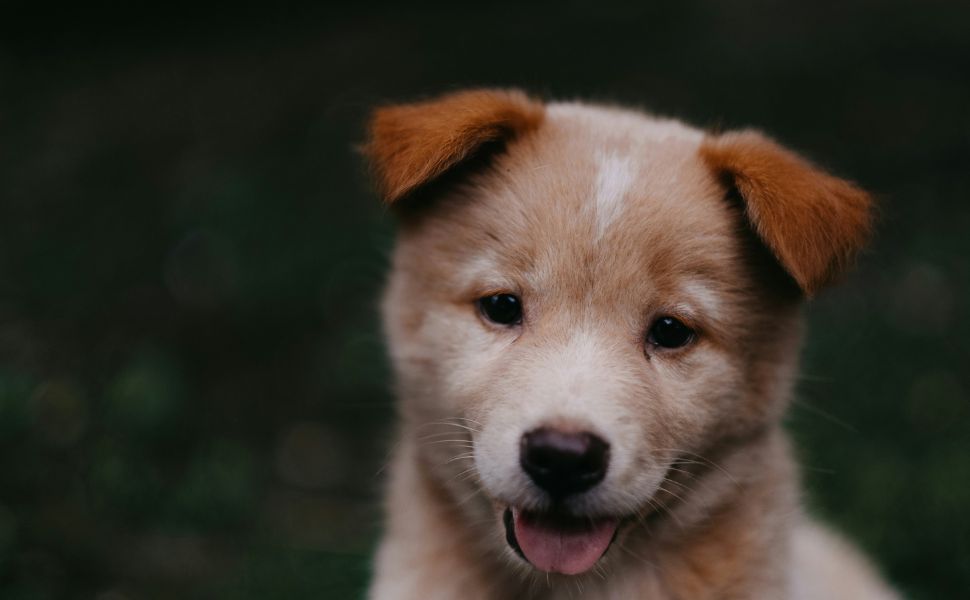 Der Zahnwechsel beim Hund - Pawsometime